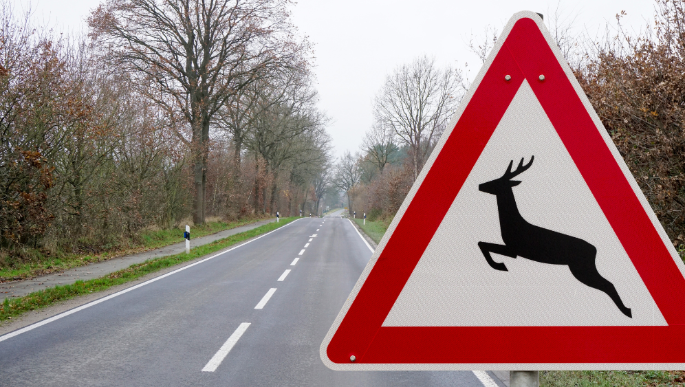 Wildwechsel